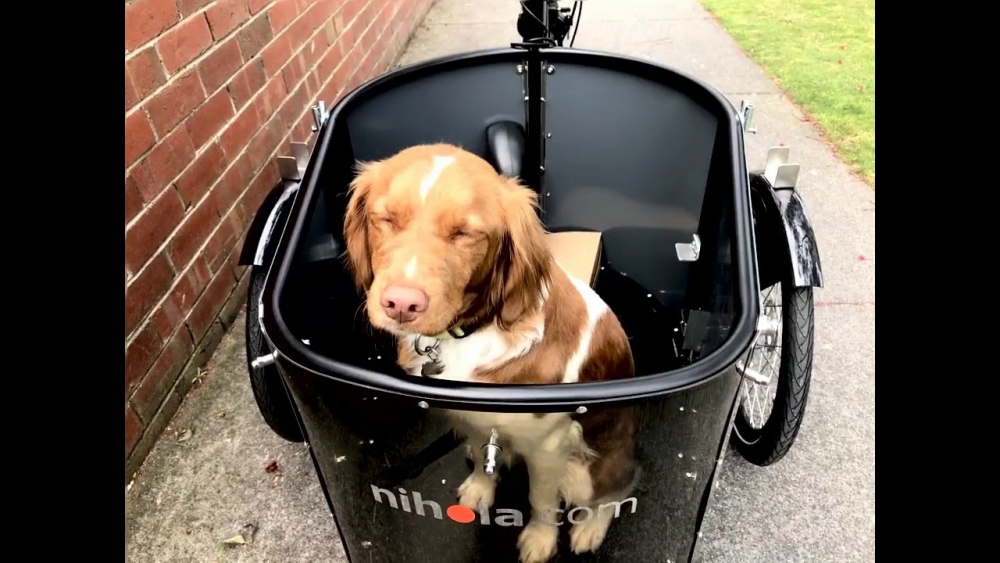 E-Bike Masters | Dog